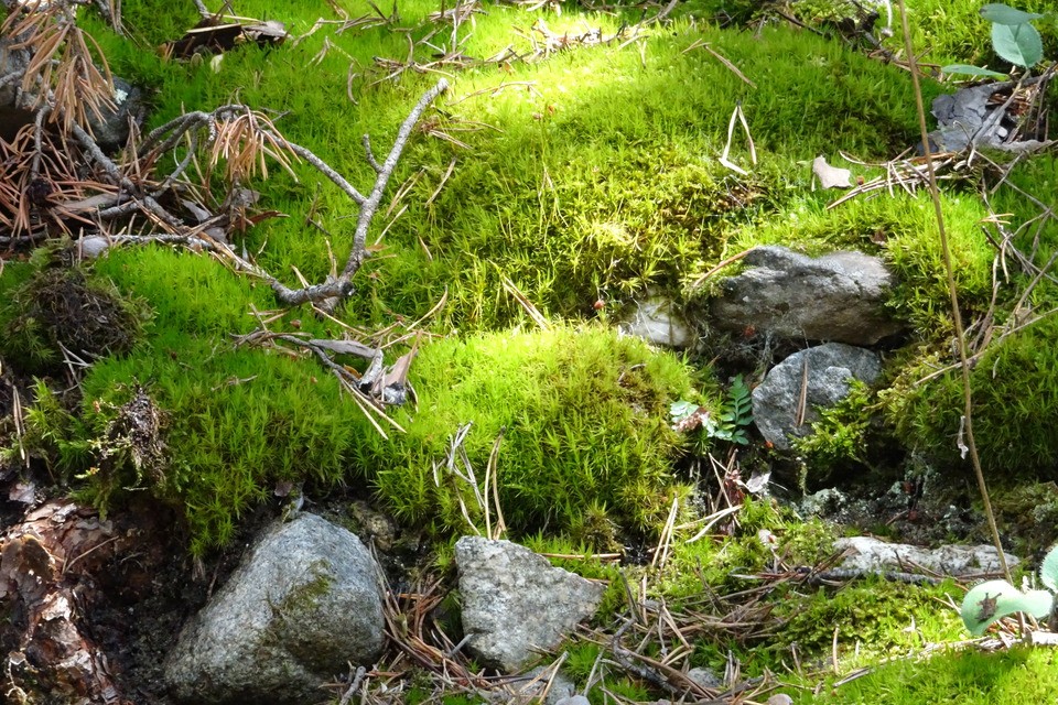 Natuurgebied bij Pineo water 