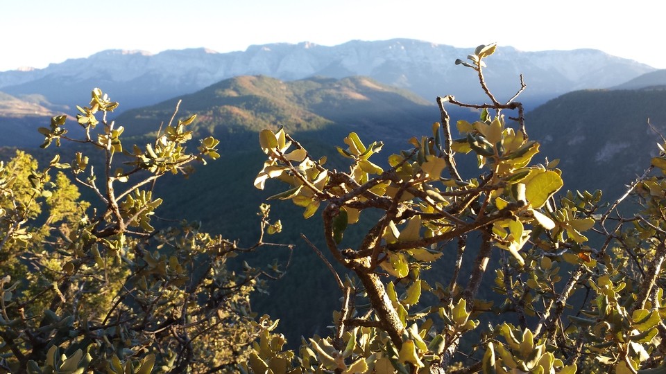 Pineo mineral water, a view from the source