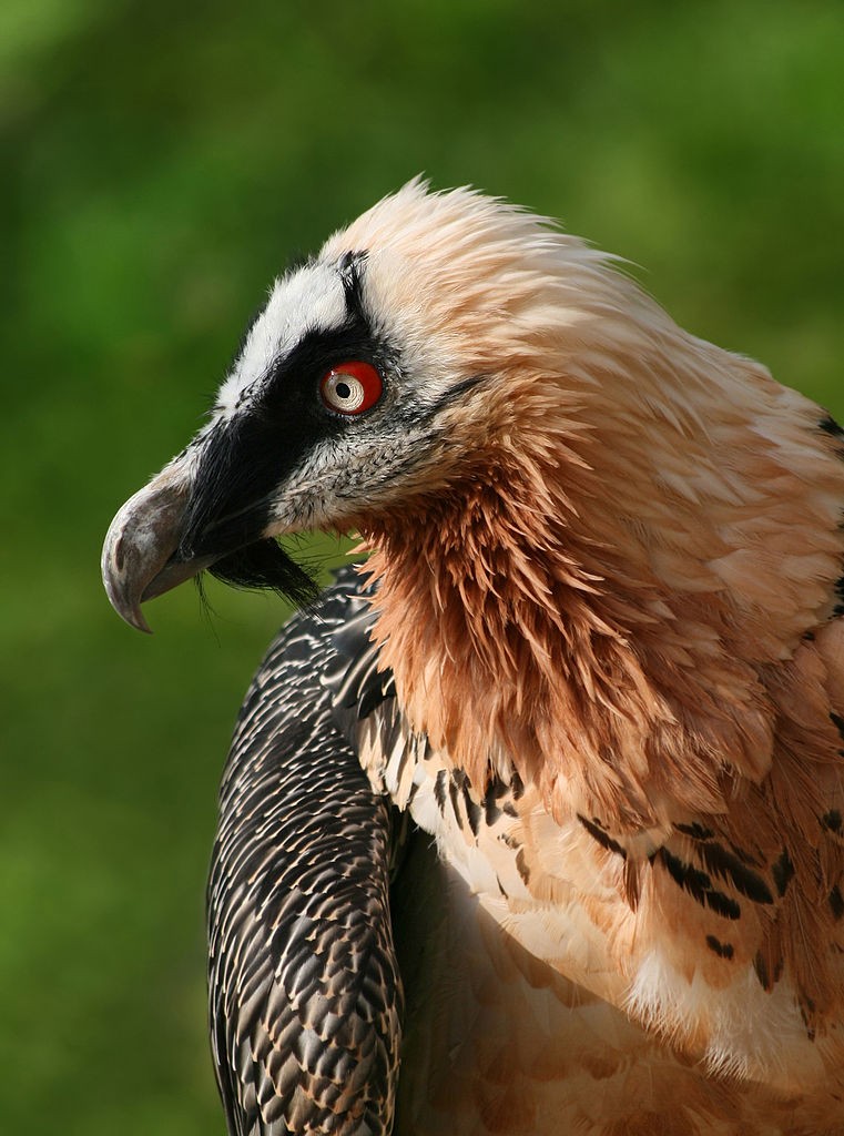 The Pineo mineral water bearded vulture