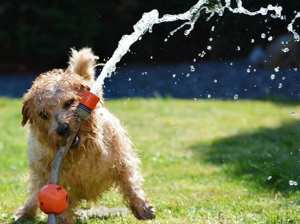 Perro jugando con agua que no veremos en el futuro debido a la amenaza de escasez de agua.