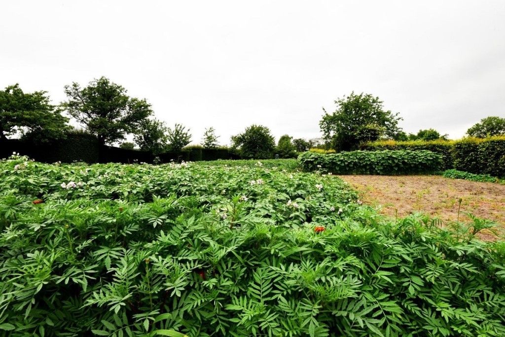 The Chef's Table Restaurant's vegetable garden in Burcht