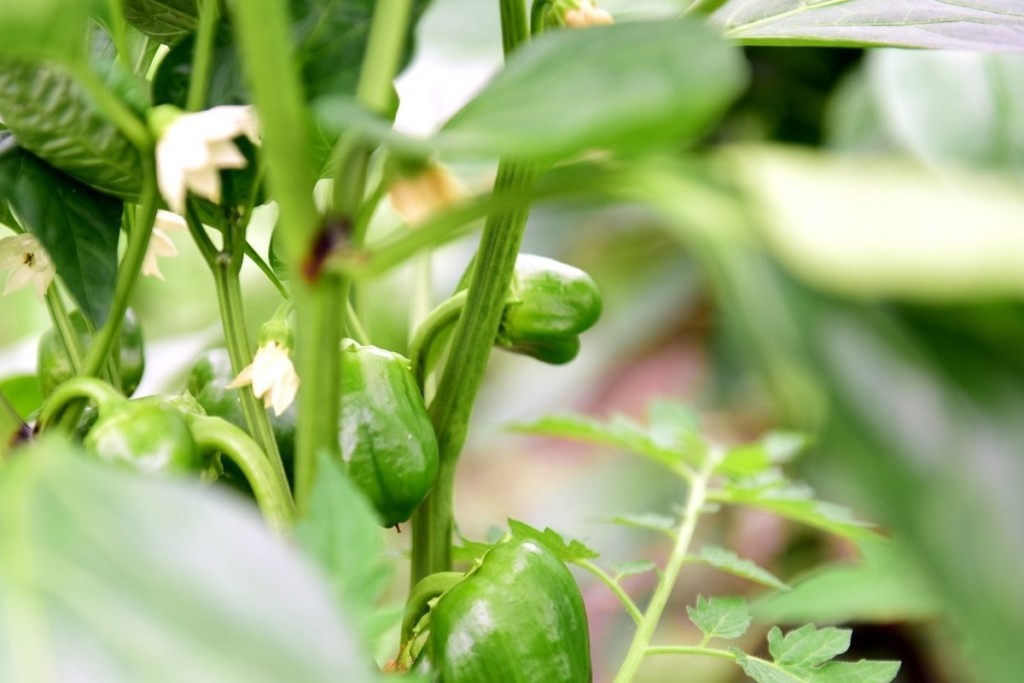 paprikas in de tuin van restaurant chefs table in Burcht