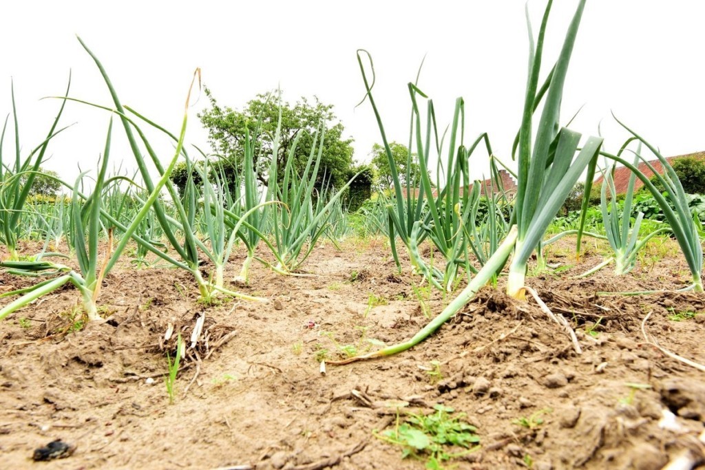 Leek in the soil in the garden at the Chef's Table Restaurant in Burcht